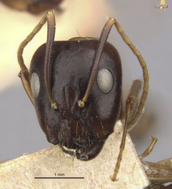 Media type: image;   Entomology 21488 Aspect: head frontal view